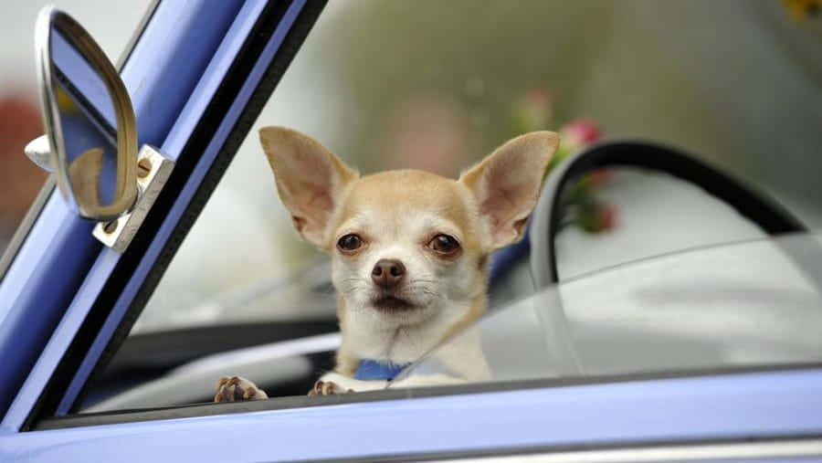 Imagende Perros Chihuahua En Un Carro