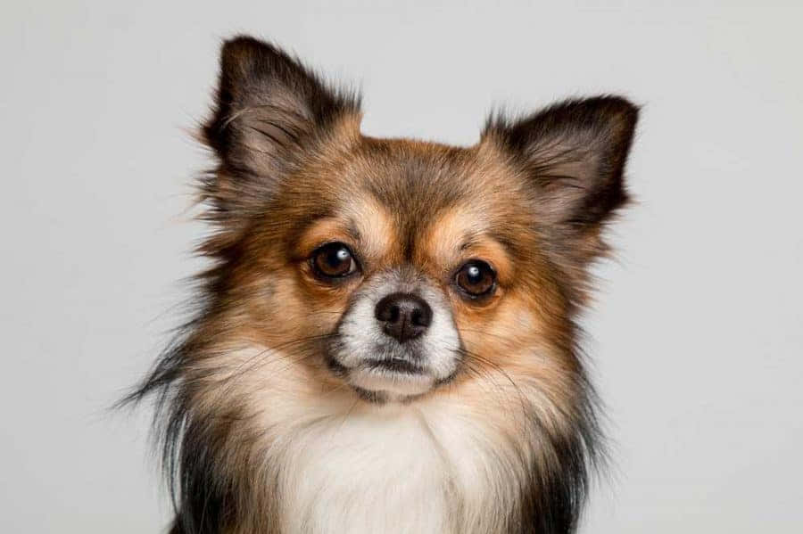 Närbildpå Långhåriga Chihuahua-hundar