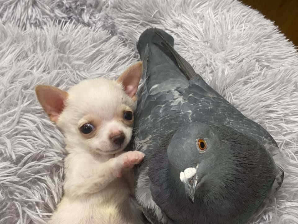 Chihuahua Dogs With Pigeon Picture