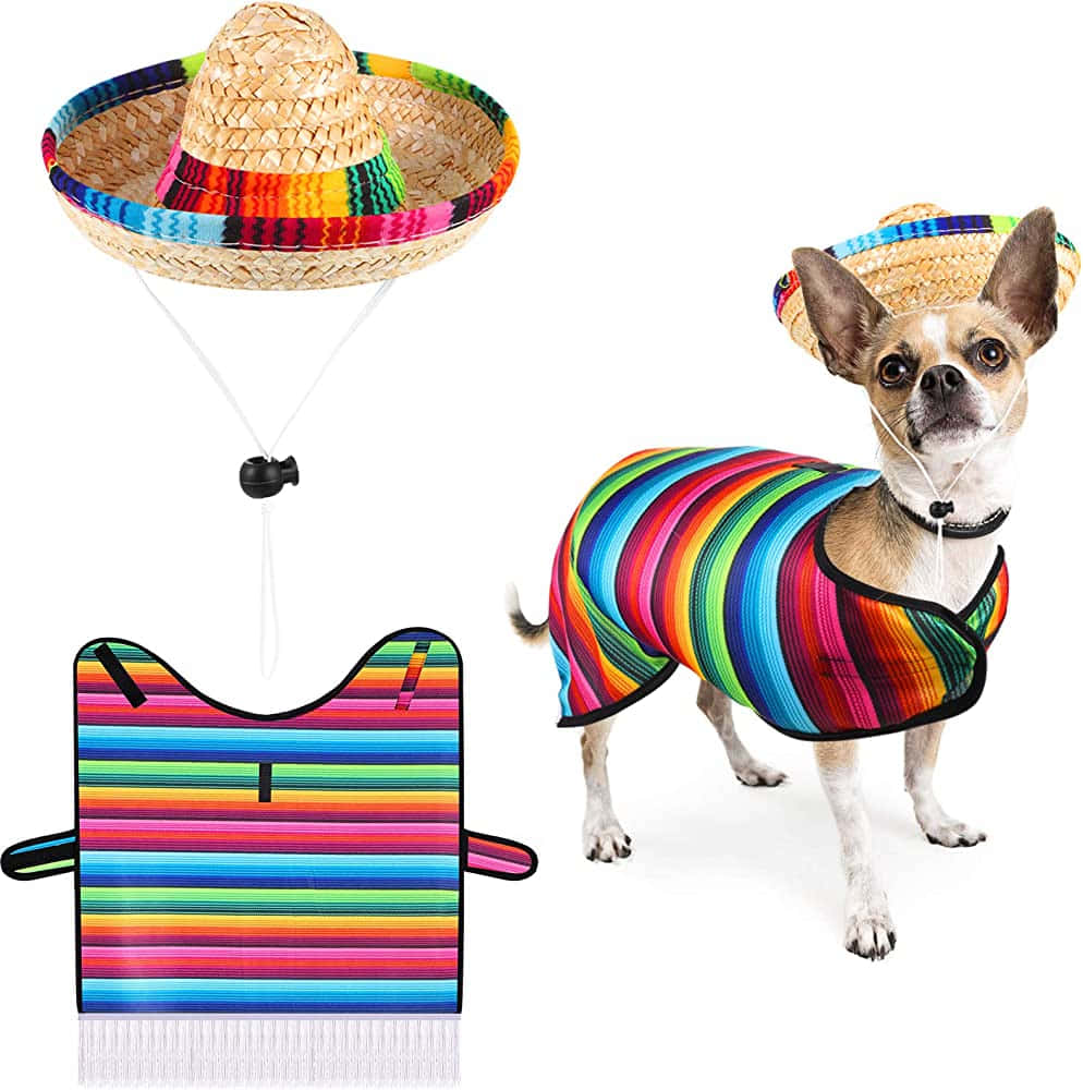 Immaginedi Cani Chihuahua Con Poncho E Sombrero.