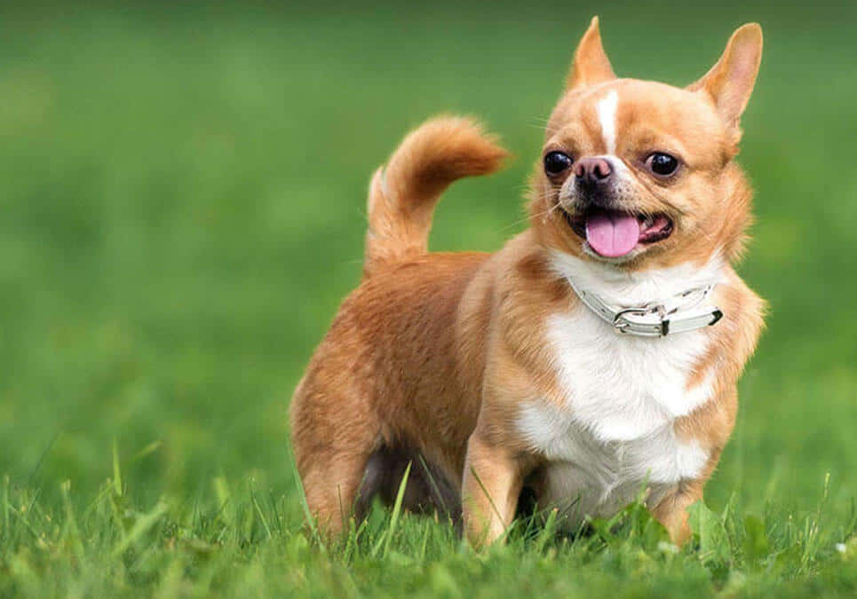 "Adorable Chihuahua Dog Posing for the Camera"