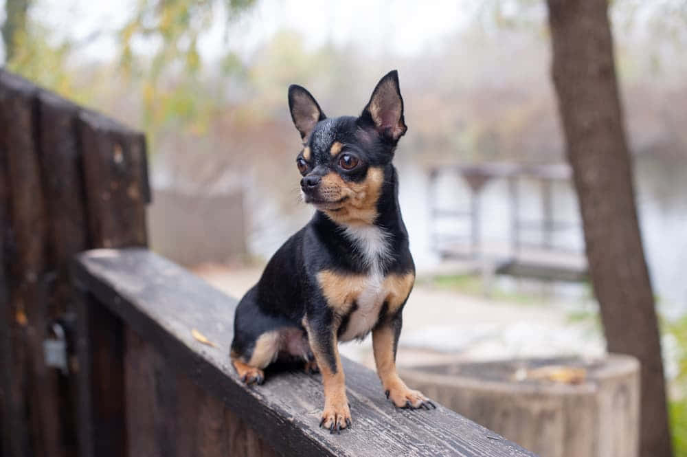 Imagende Perros Chihuahua En Una Cerca De Madera