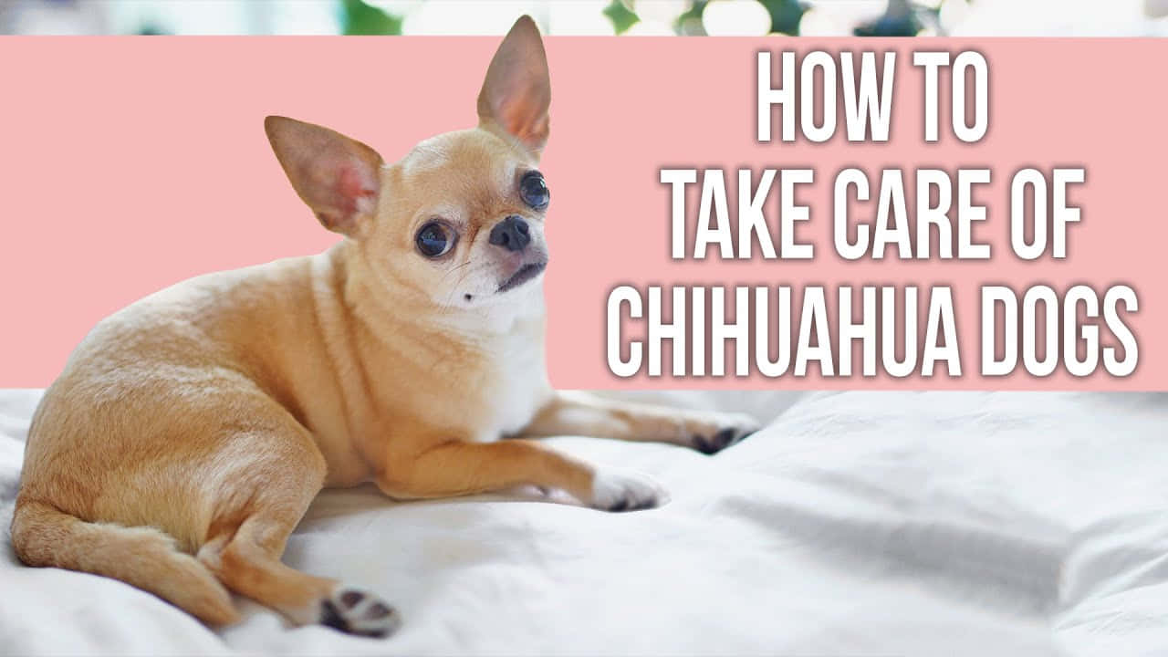 Hurman Tar Hand Om Bilder På Chihuahua-hundar