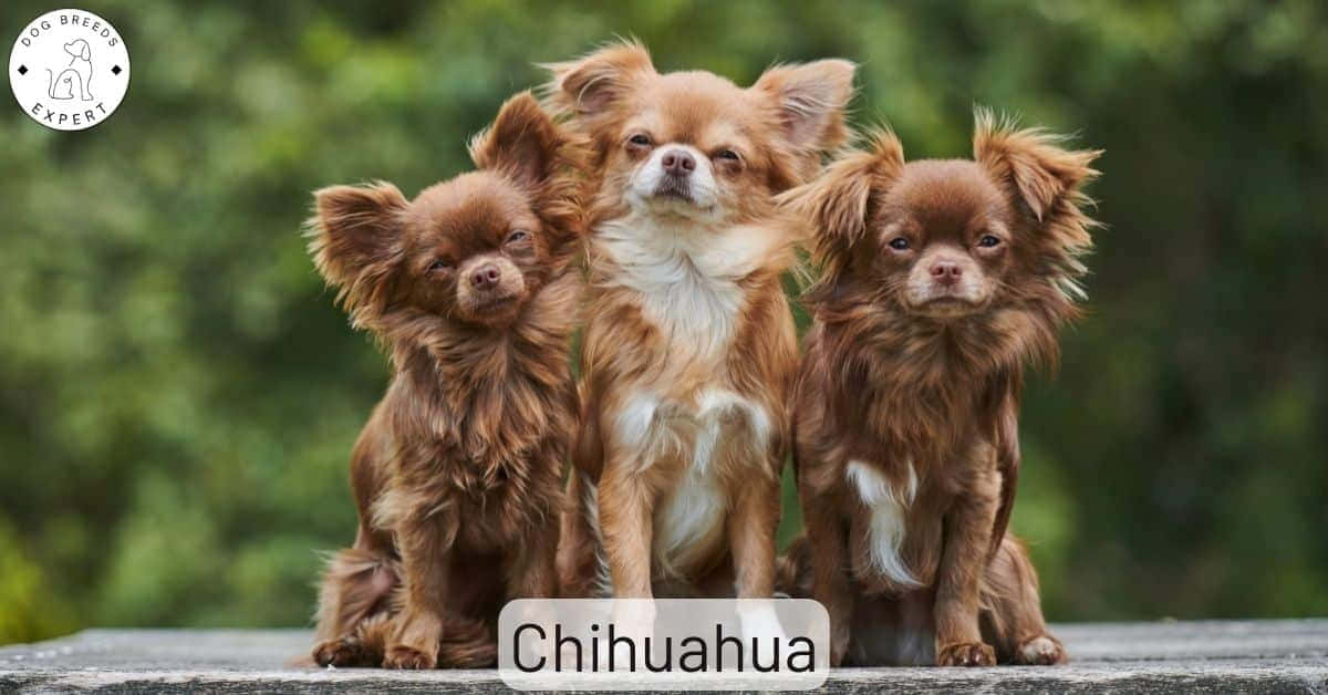 Bildpå Långhårig Brun Chihuahua-hundar
