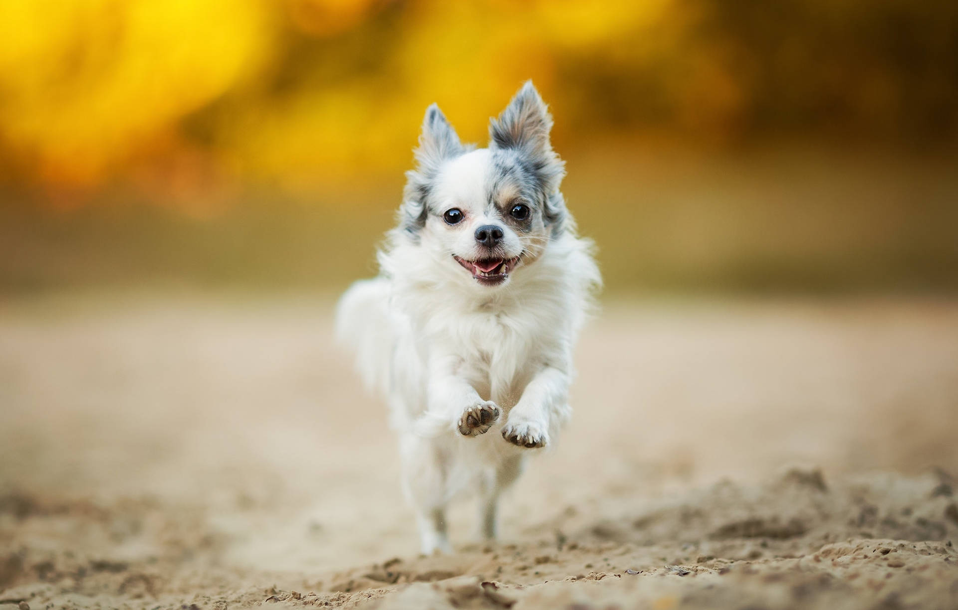 Chihuahua Happy Mood Wallpaper