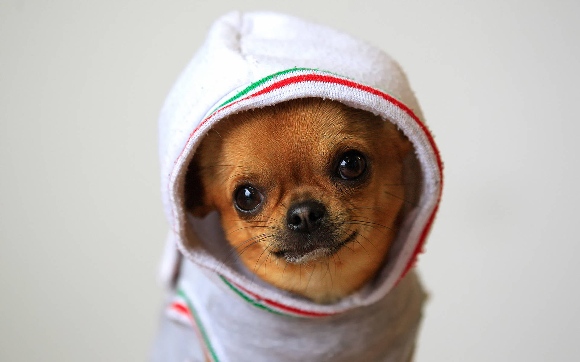 Chihuahua In A Sock