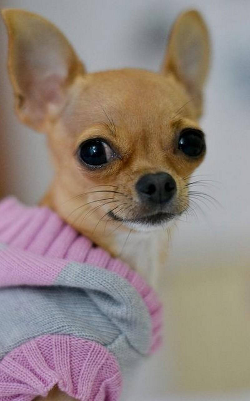 Chihuahua In A Sweater