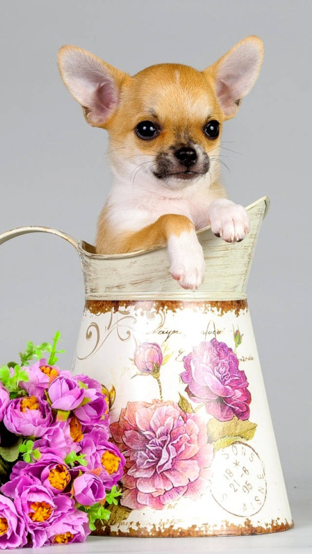 Chihuahua In Flower Pitcher