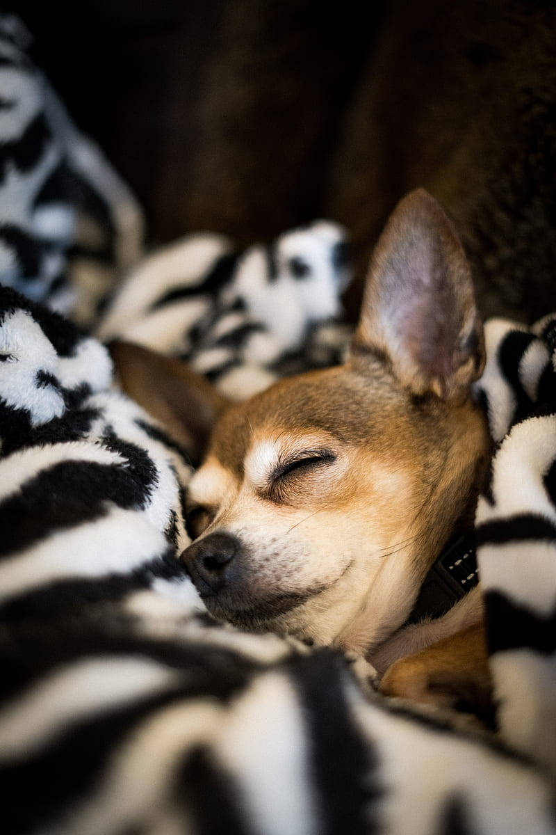 Chihuahua On Blanket Wallpaper