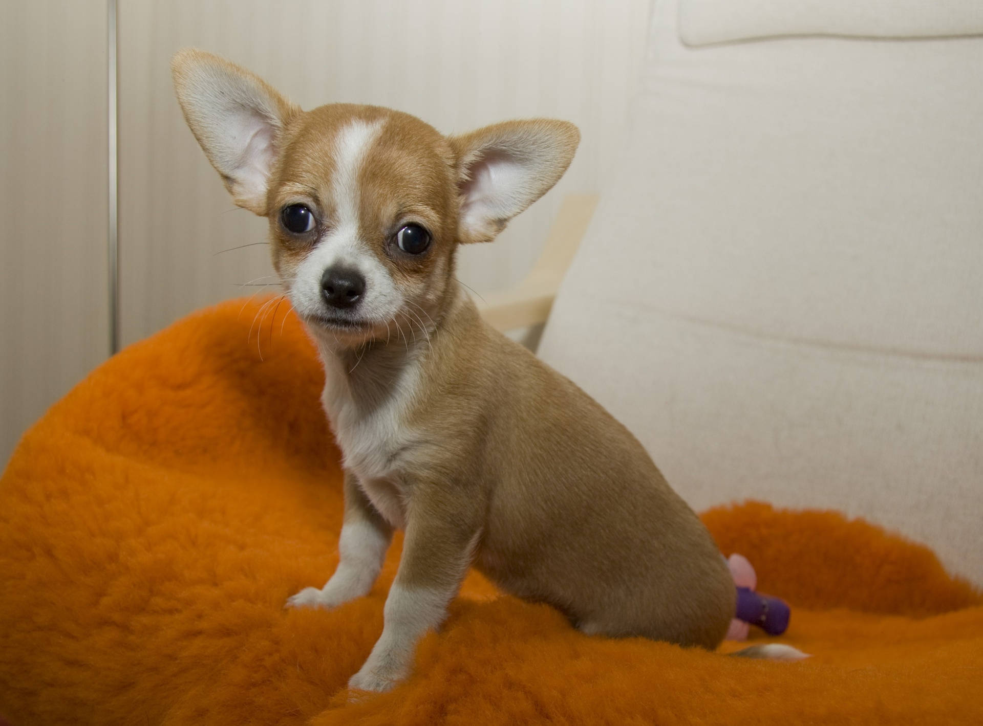 Chihuahua Pet Dog Wallpaper