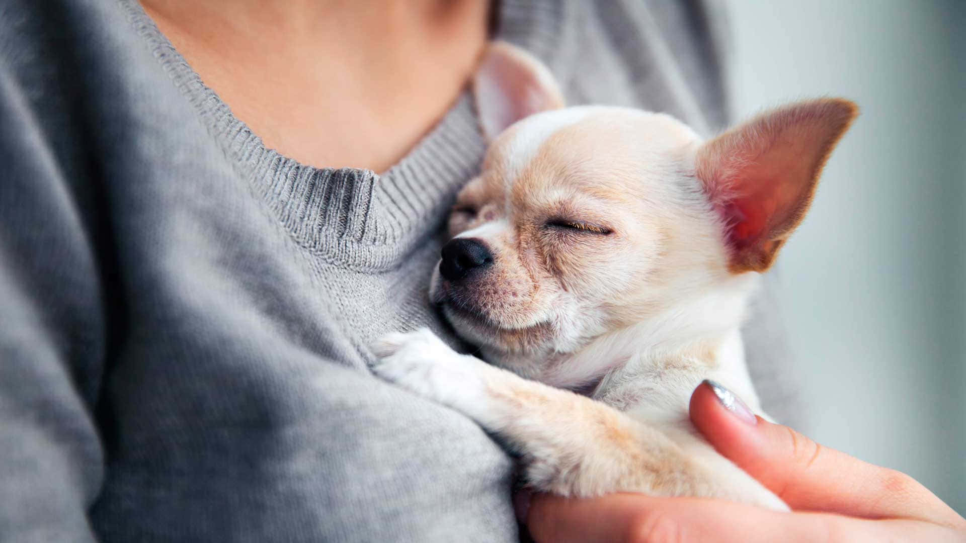 Cachorrode Chihuahua Tierno En La Naturaleza