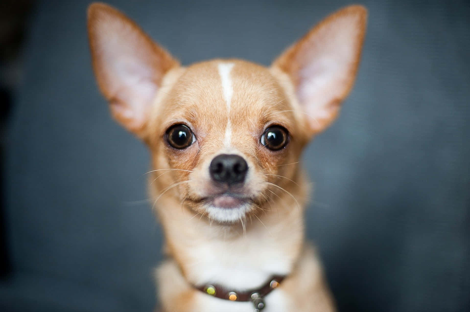Dennebedårende Chihuahua Er Klar Til Et Sjovt Eventyr.