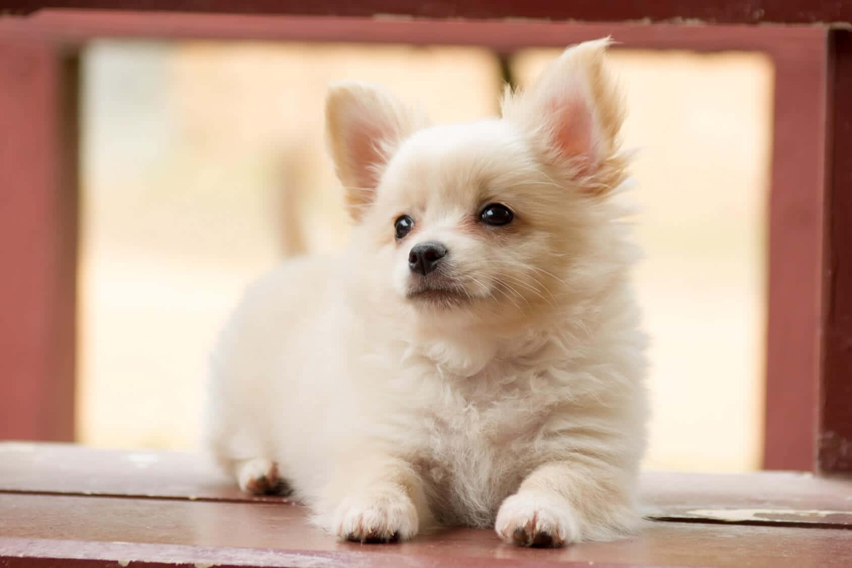 Bedårandechihuahua-hund