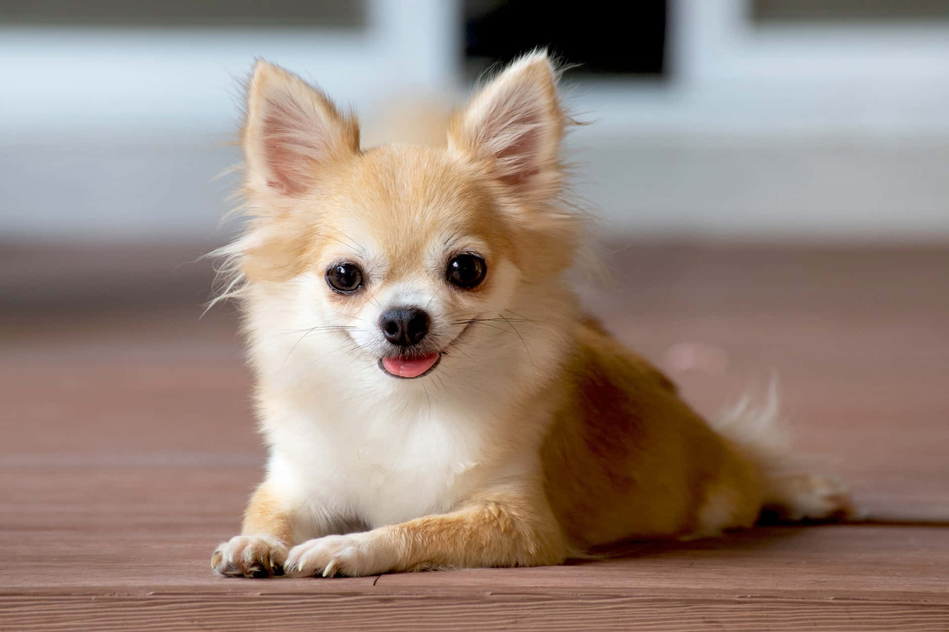 Dennesøde Chihuahua Er Klar Til Et Eventyr I Baghaven.