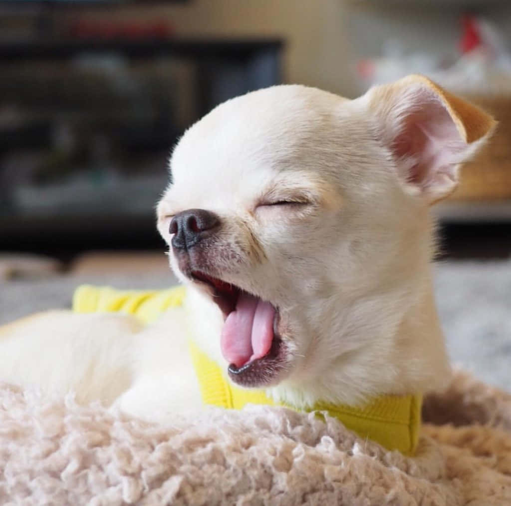 A Small White Dog Yawning In A Yellow Blanket