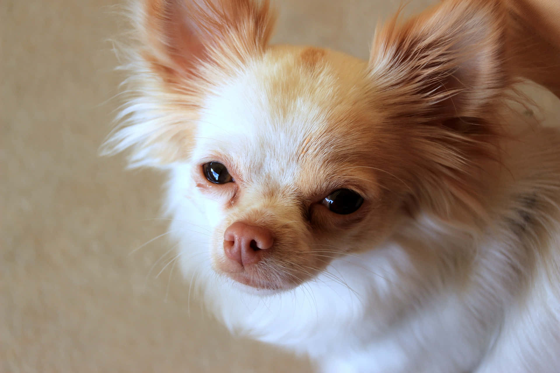 Entilfreds Chihuahua, Der Nyder En Lur.