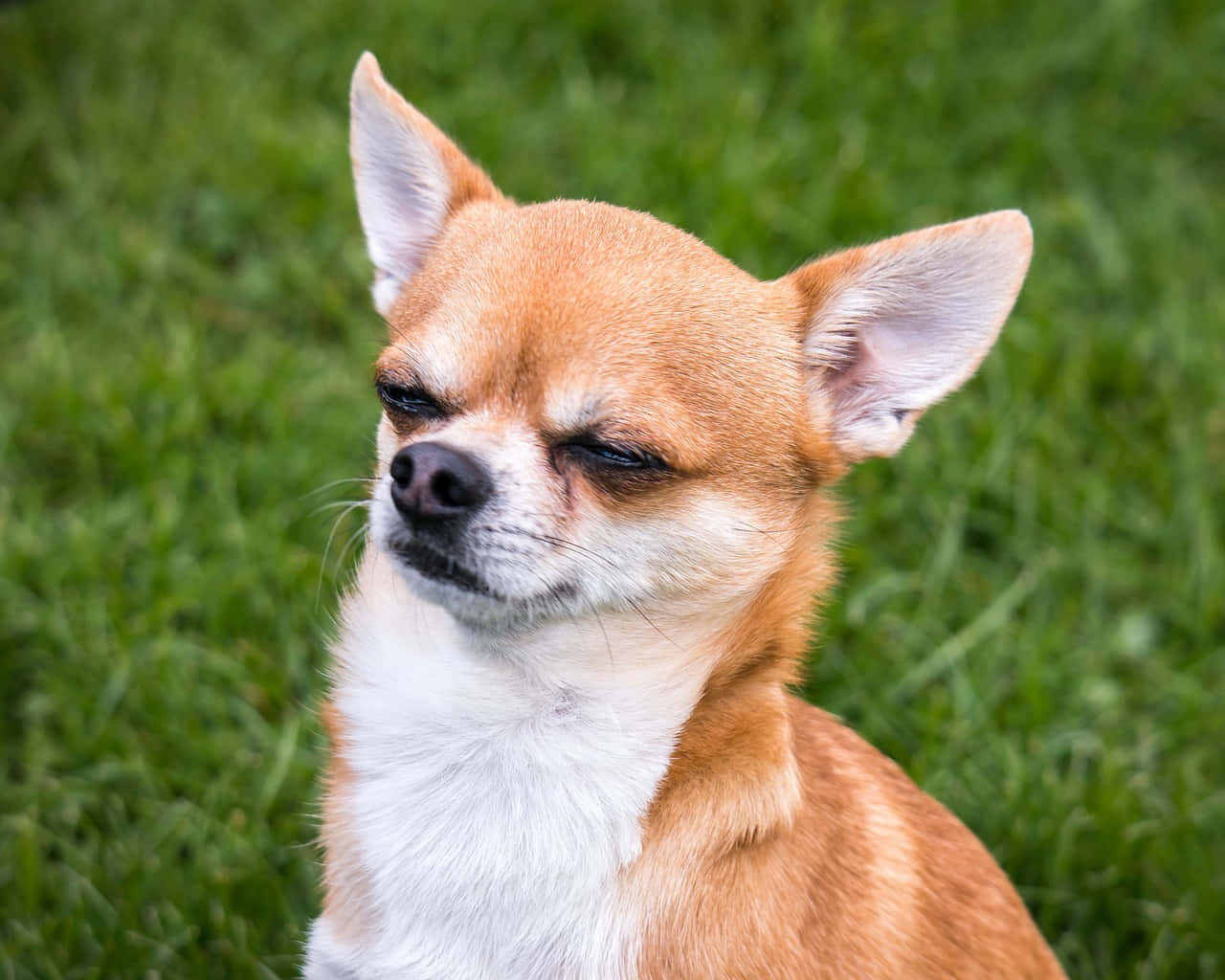 Englad Chihuahua Som Njuter Av Solen.