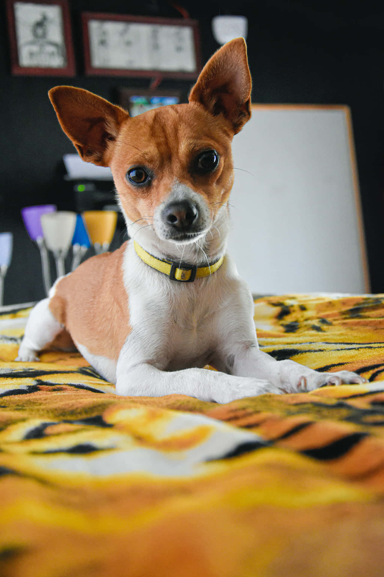 A cute, alert Chihuahua looks curiously up at the camera
