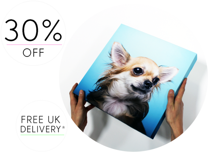 Chihuahua Portrait Canvas Discount Offer PNG