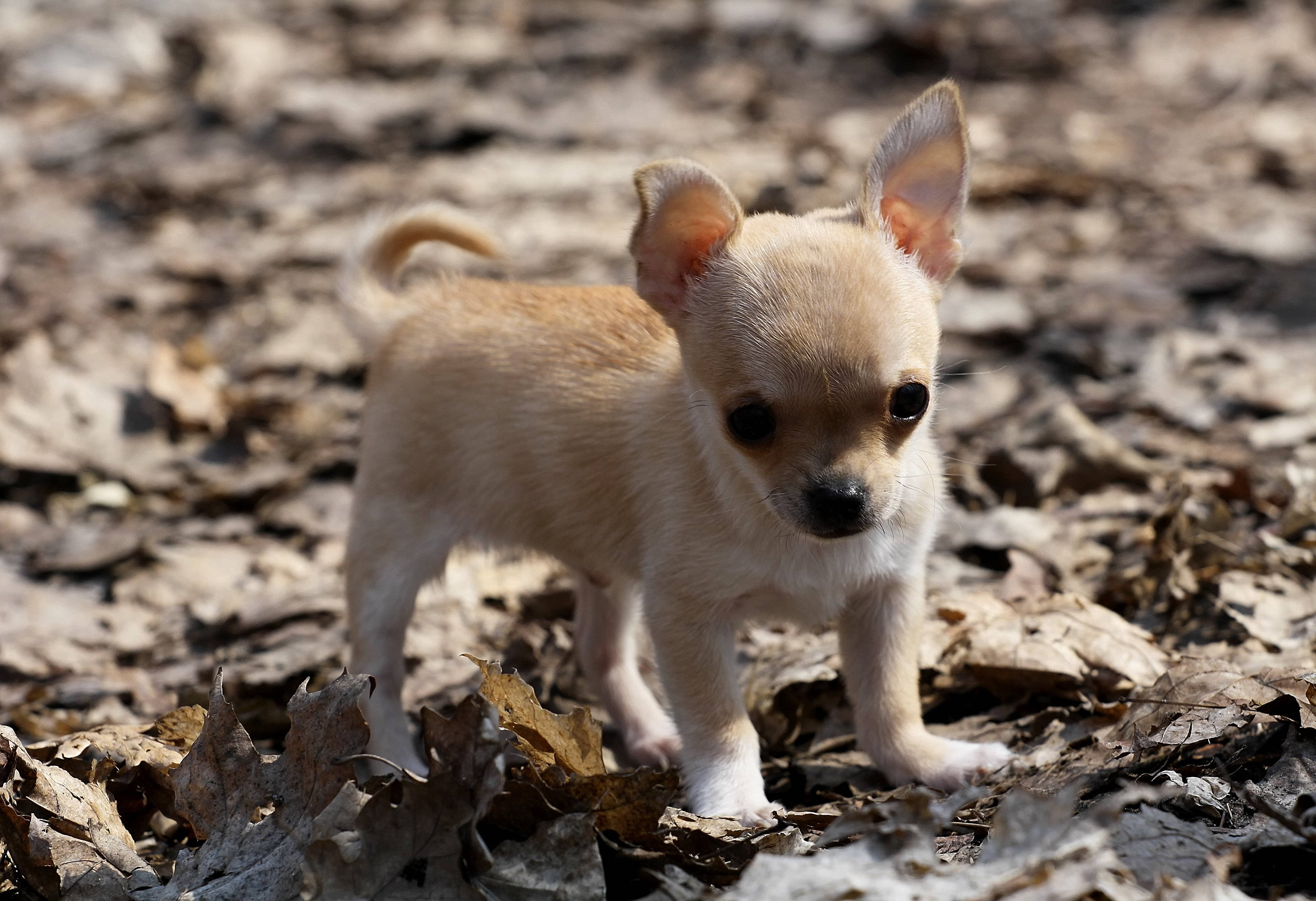 Chihuahua Puppy Dog With Dried Leaves Wallpaper