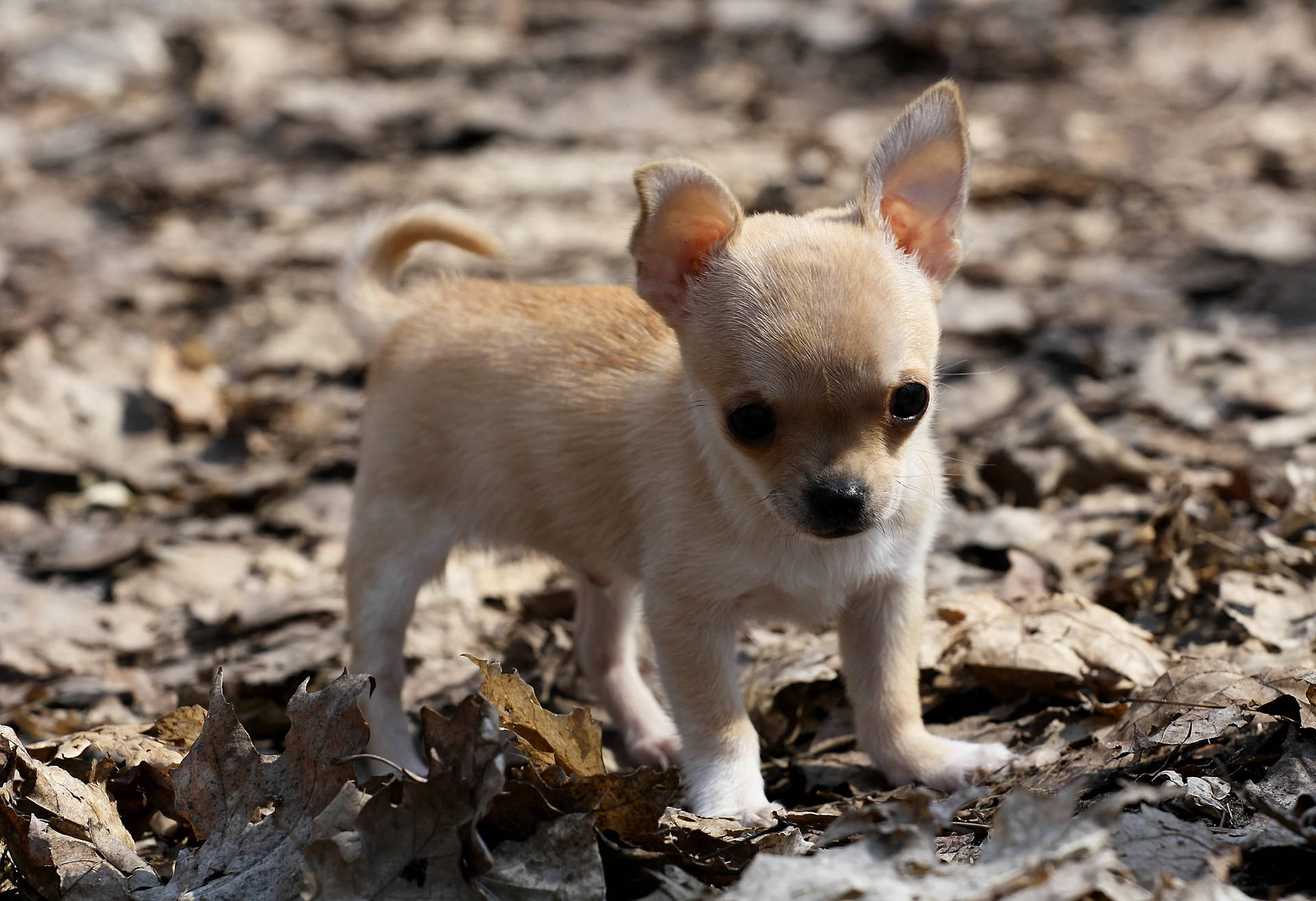 Chihuahua Puppy On Dry Leaves