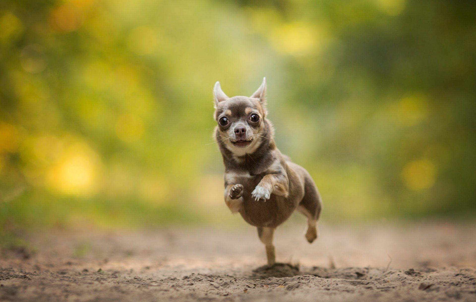 Chihuahua Puppy Running Photography Wallpaper