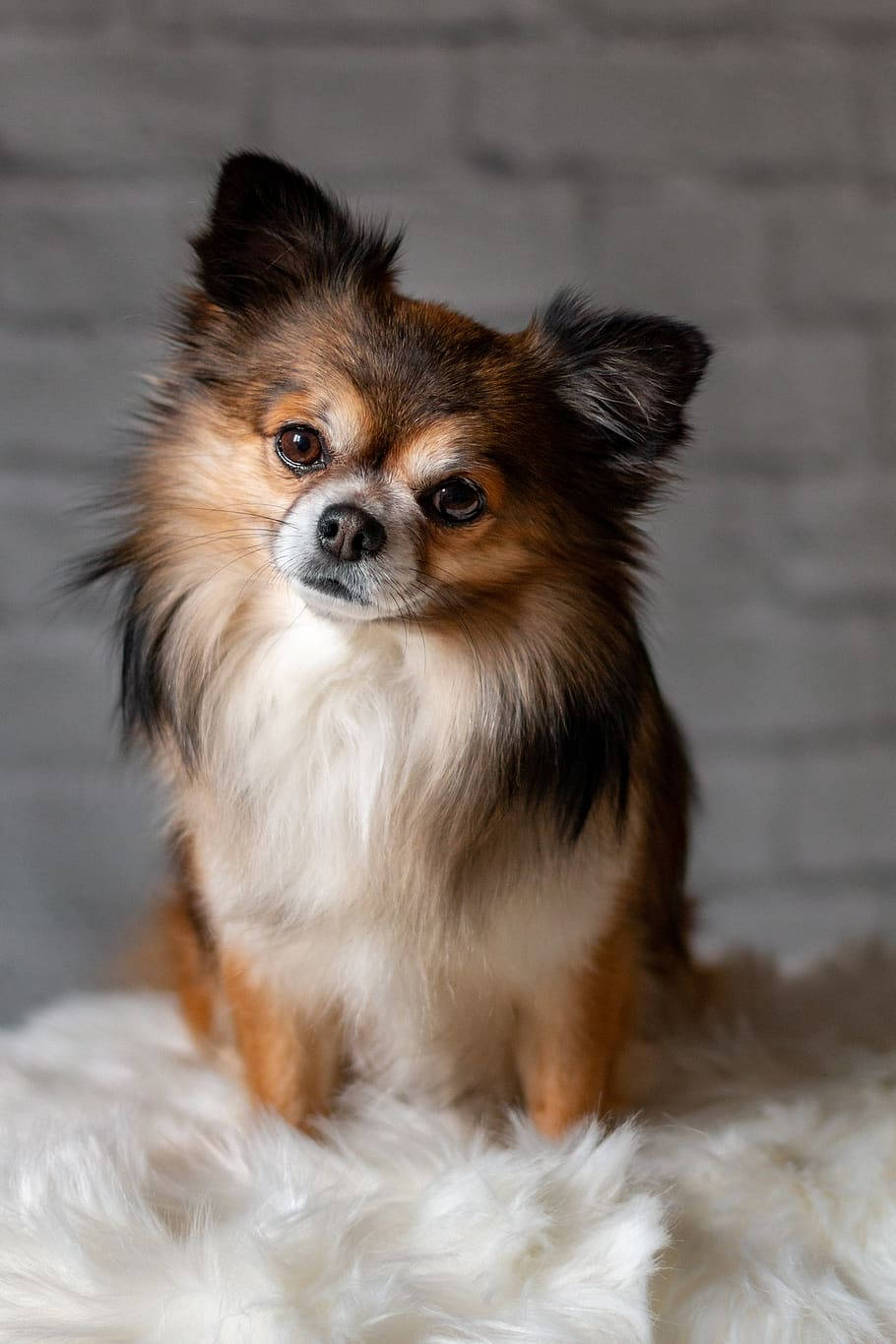 Chihuahua Small Dog Photography Wallpaper