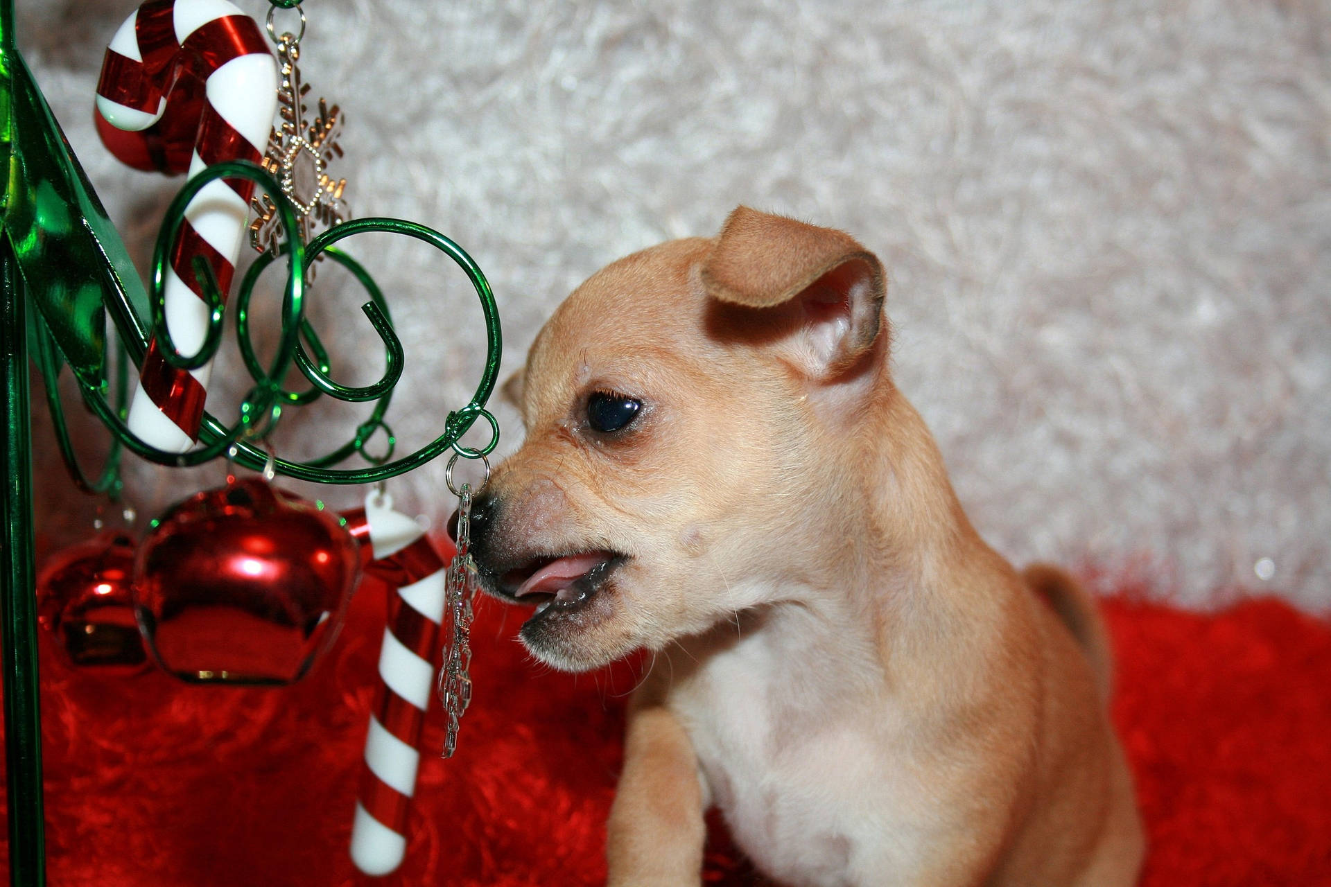 Chihuahua With Christmas Decorations Wallpaper