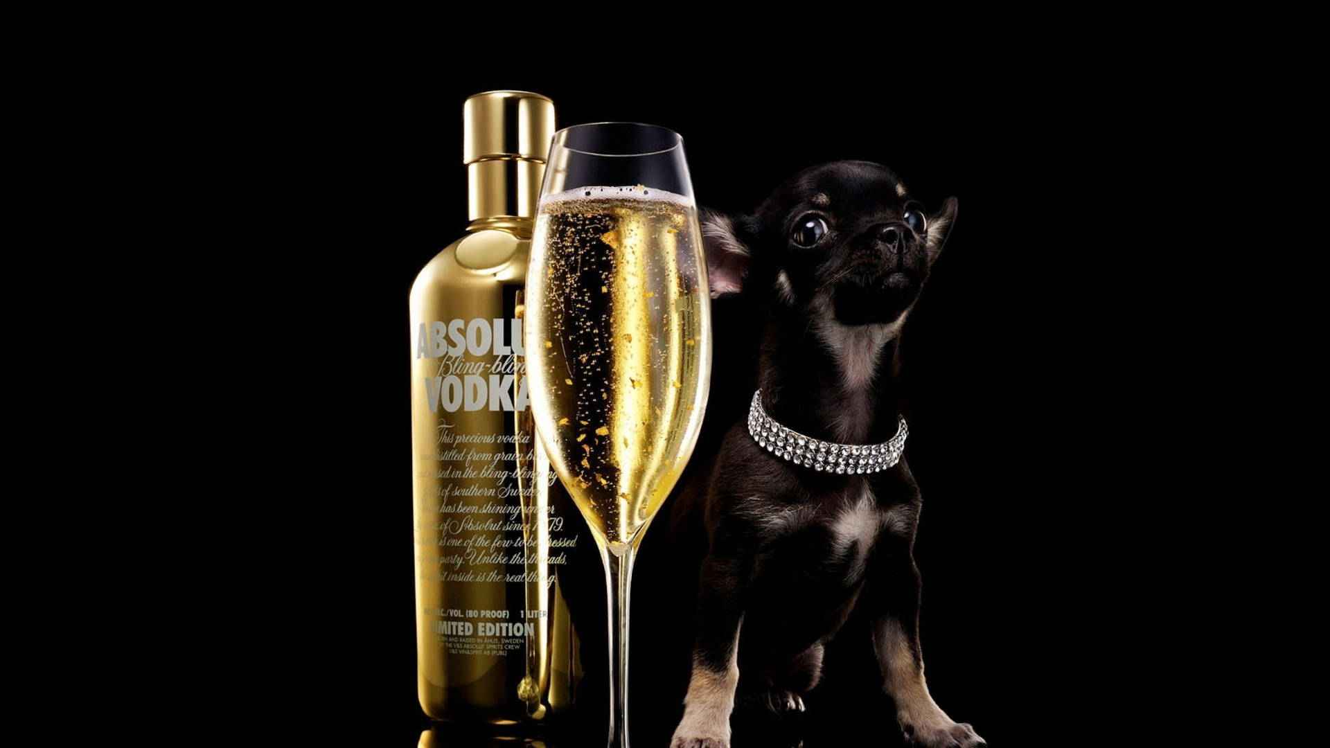 Chihuahua With Gold Absolut Vodka Wallpaper