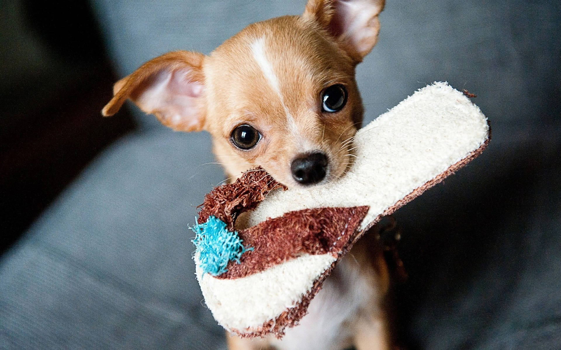 Chihuahua With Slipper