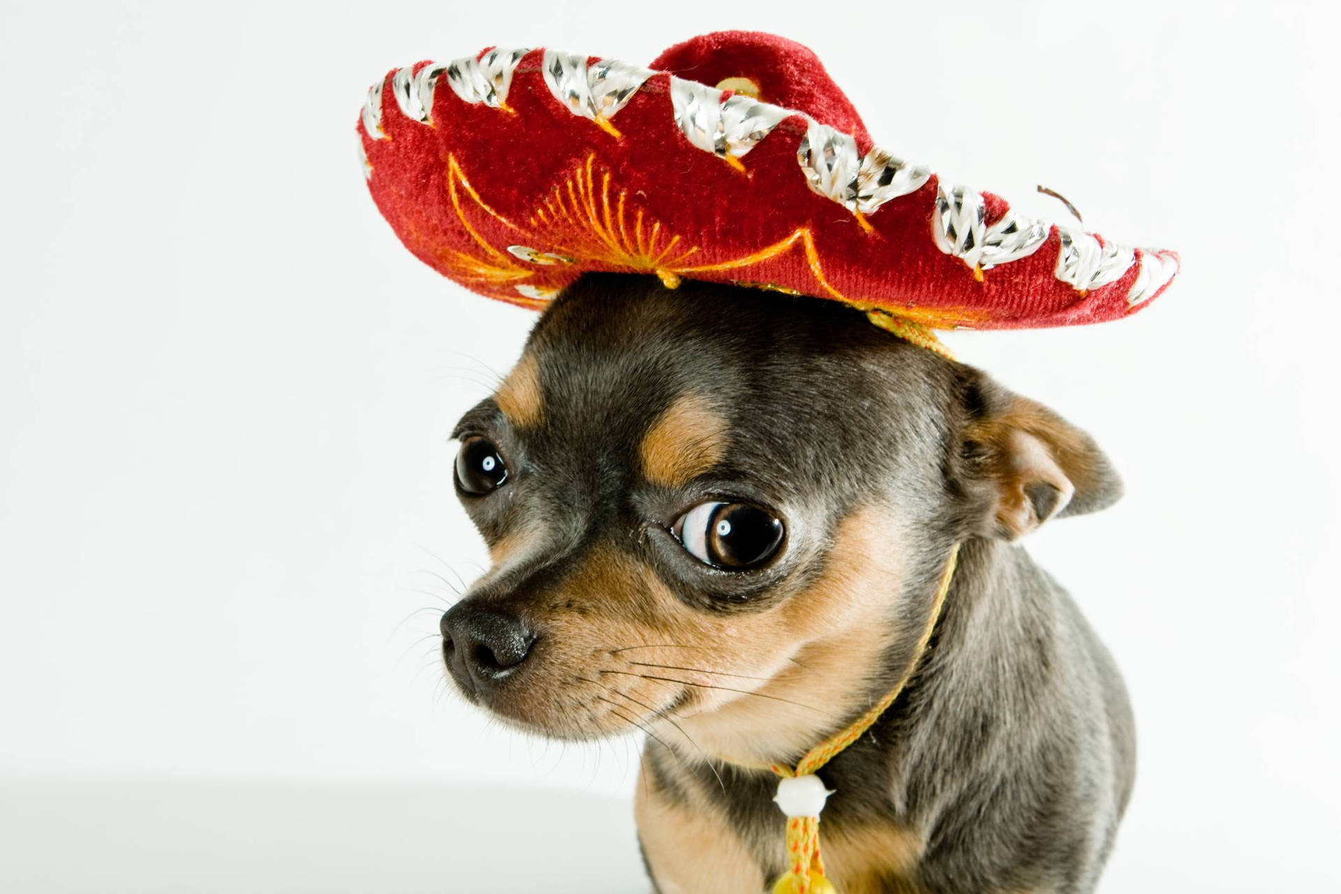 Chihuahua With Sombrero
