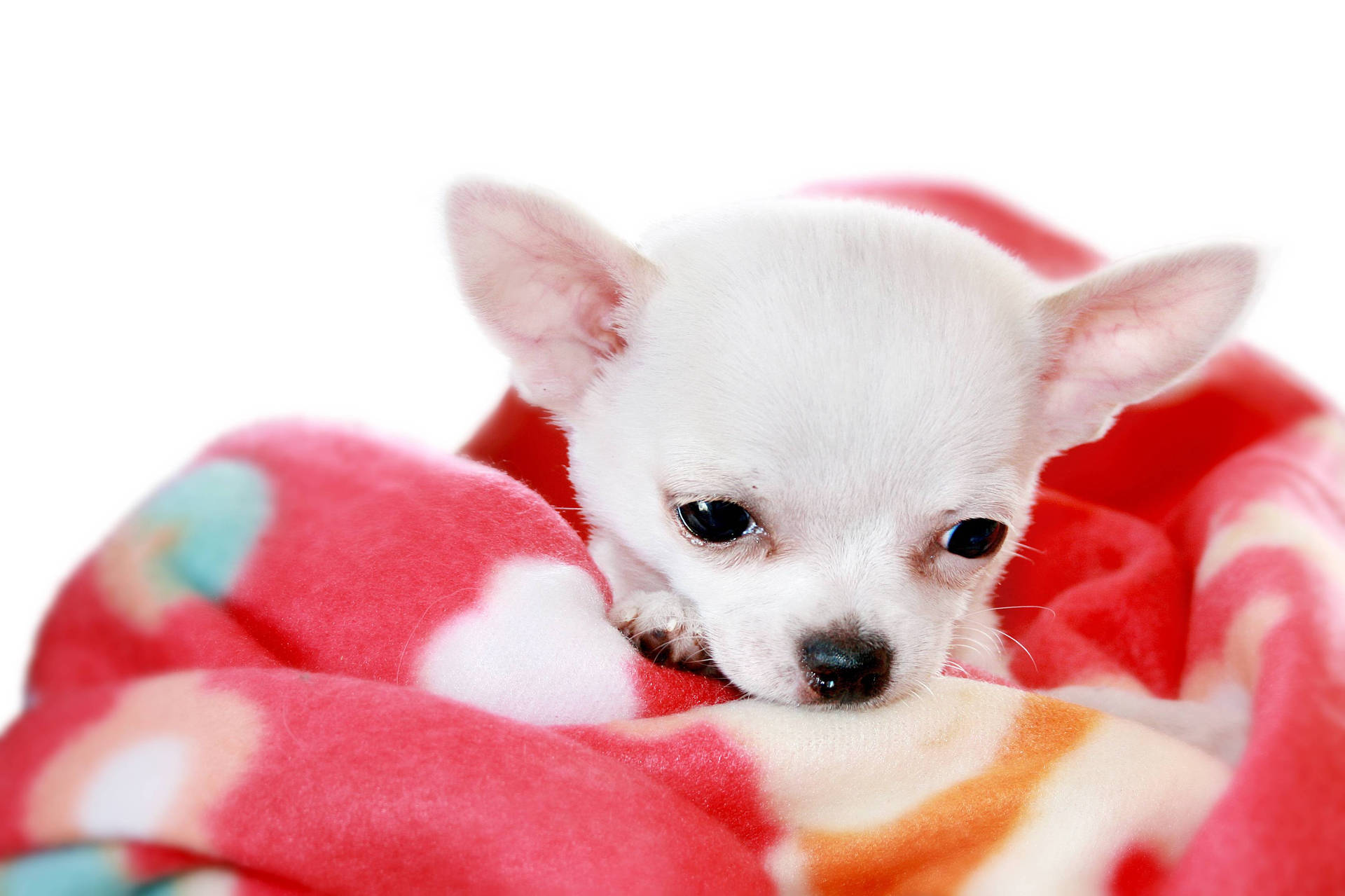 Chihuahua Wrapped In Blanket Wallpaper