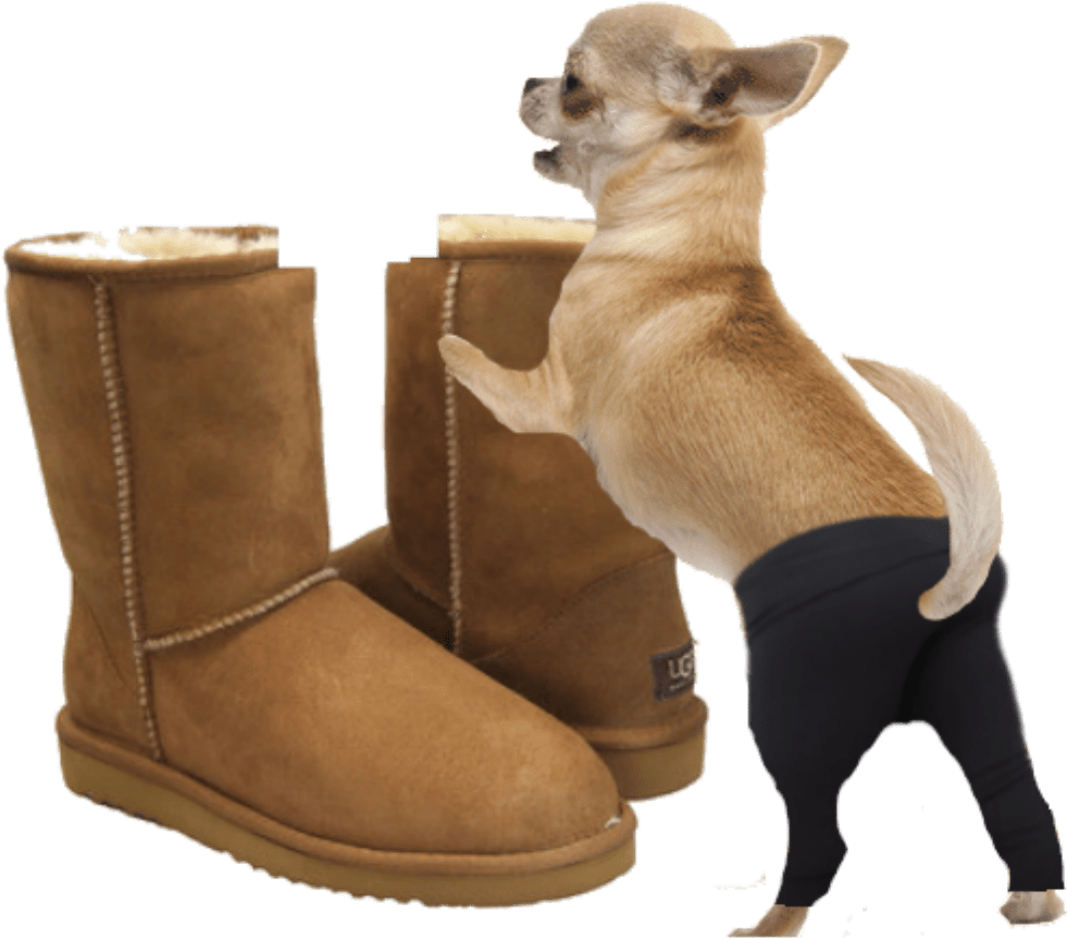 Chihuahuaand Boots PNG