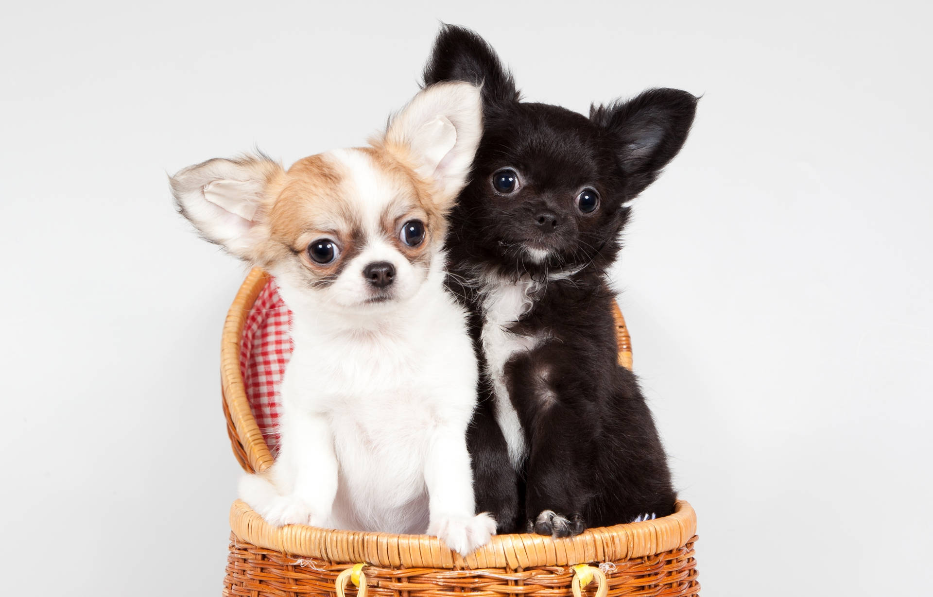 Chihuahuas On A Basket Wallpaper