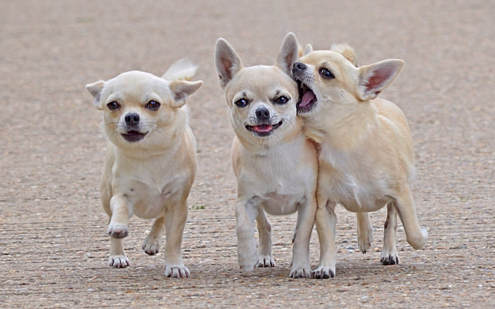 Chihuahuas On A Stroll Wallpaper