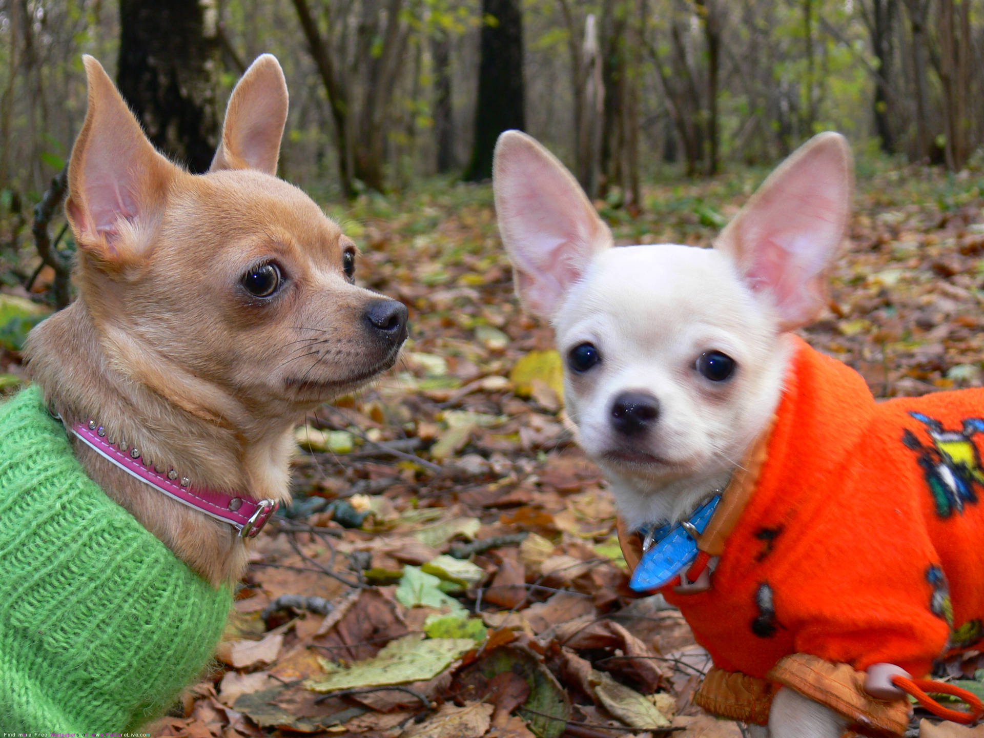 Chihuahuas On Forest Walk Wallpaper