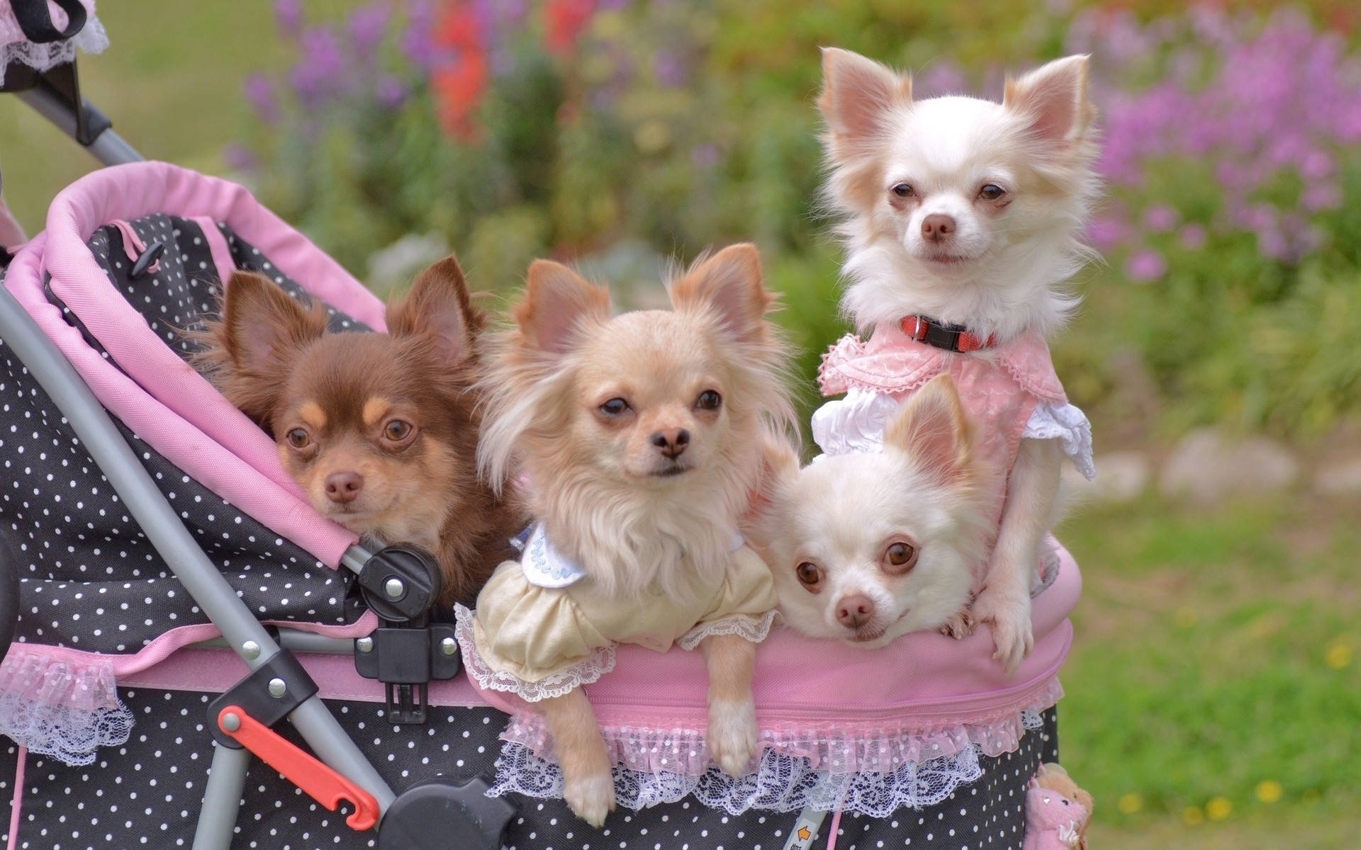 Chihuahuas On Stroller Wallpaper