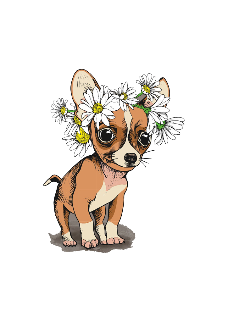 Chihuahuawith Daisy Flower Crown PNG