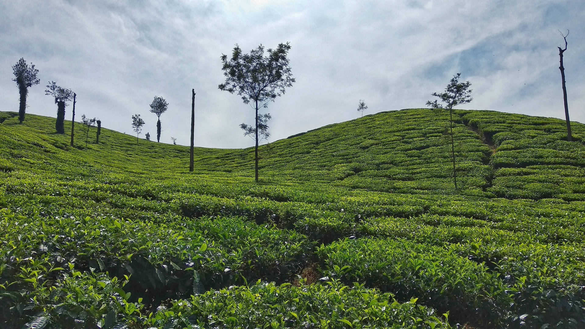 Chikmagalur Tea Garden Wallpaper