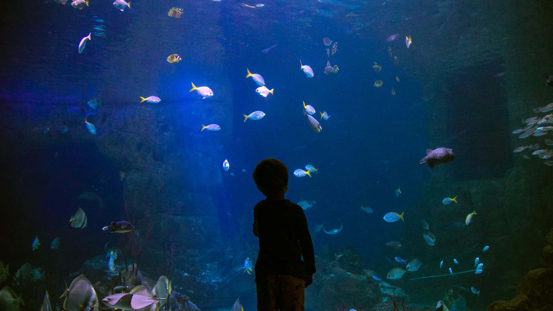 Child Contemplating Aquarium Life Wallpaper