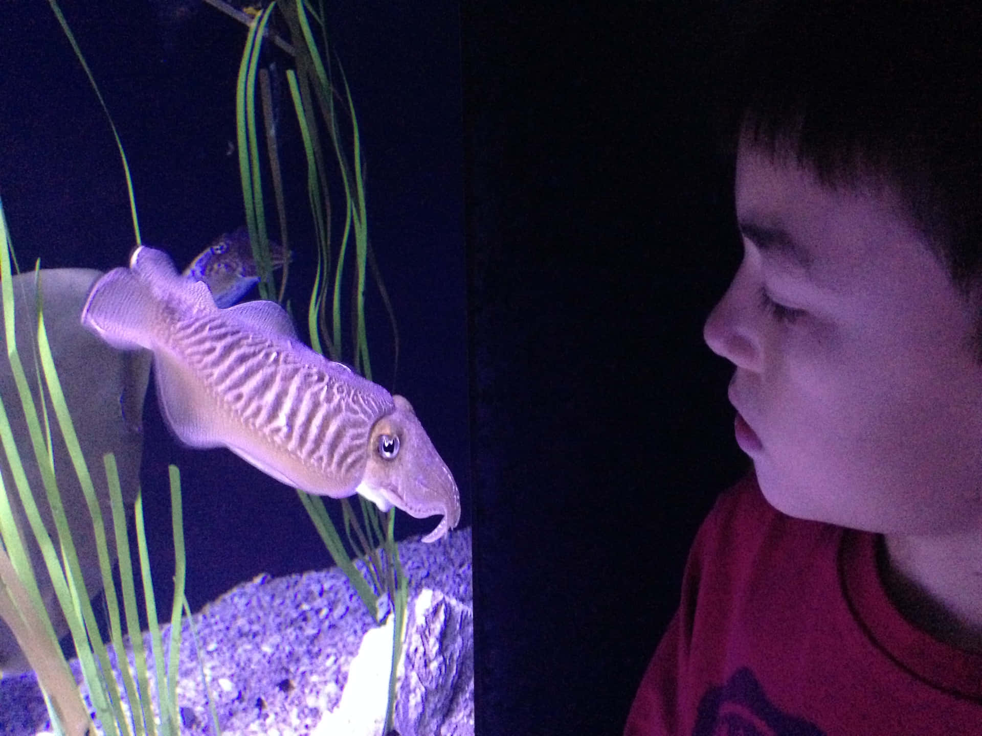 Child Encounters Cuttlefishat Aquarium Wallpaper