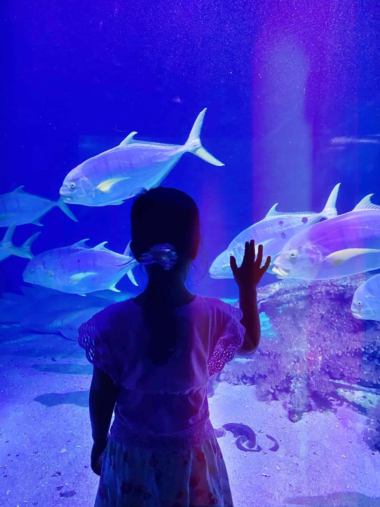 Child Encounters Underwater World.jpg Wallpaper