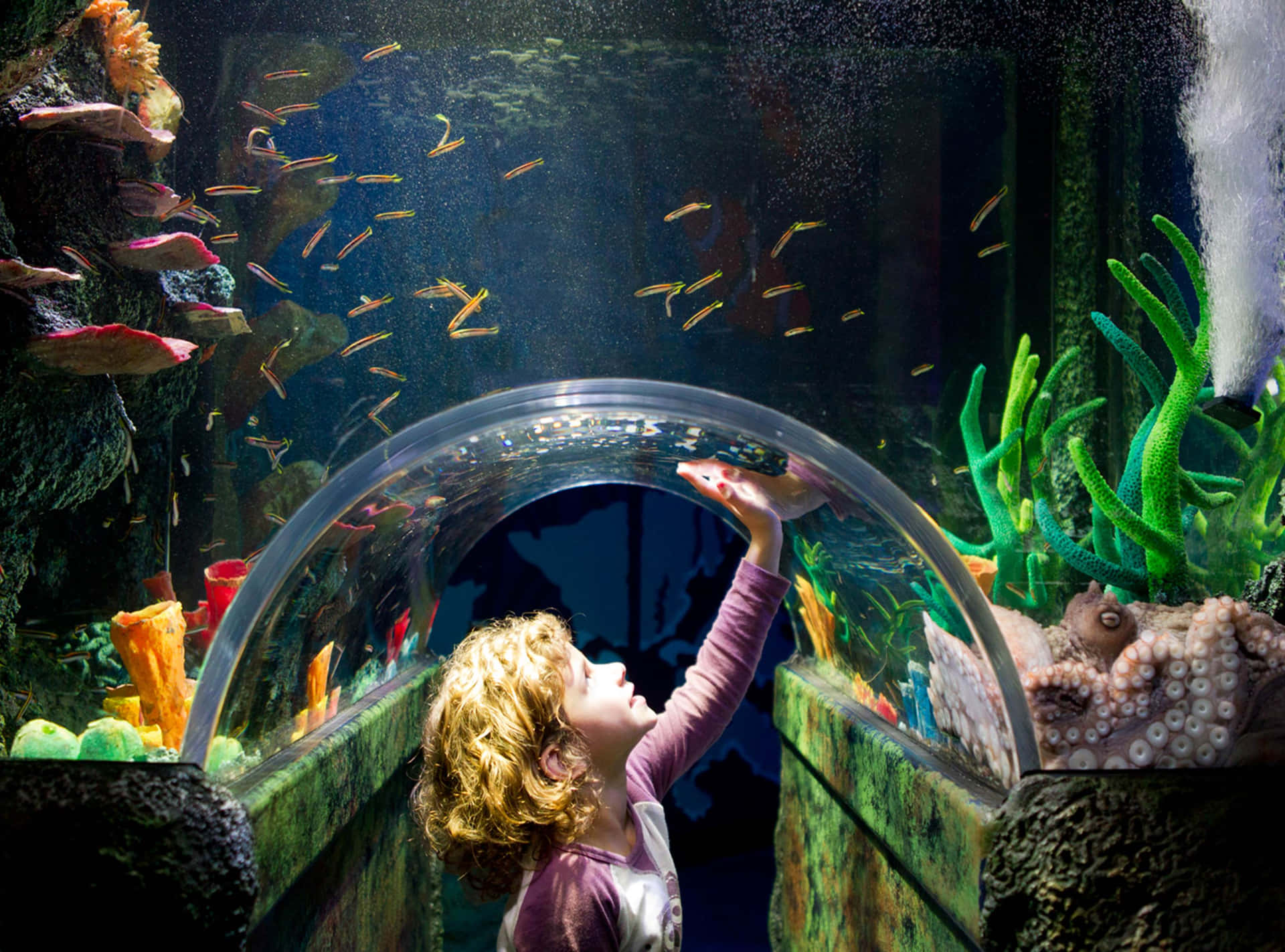 Child Exploring Underwater Tunnel Aquarium Wallpaper
