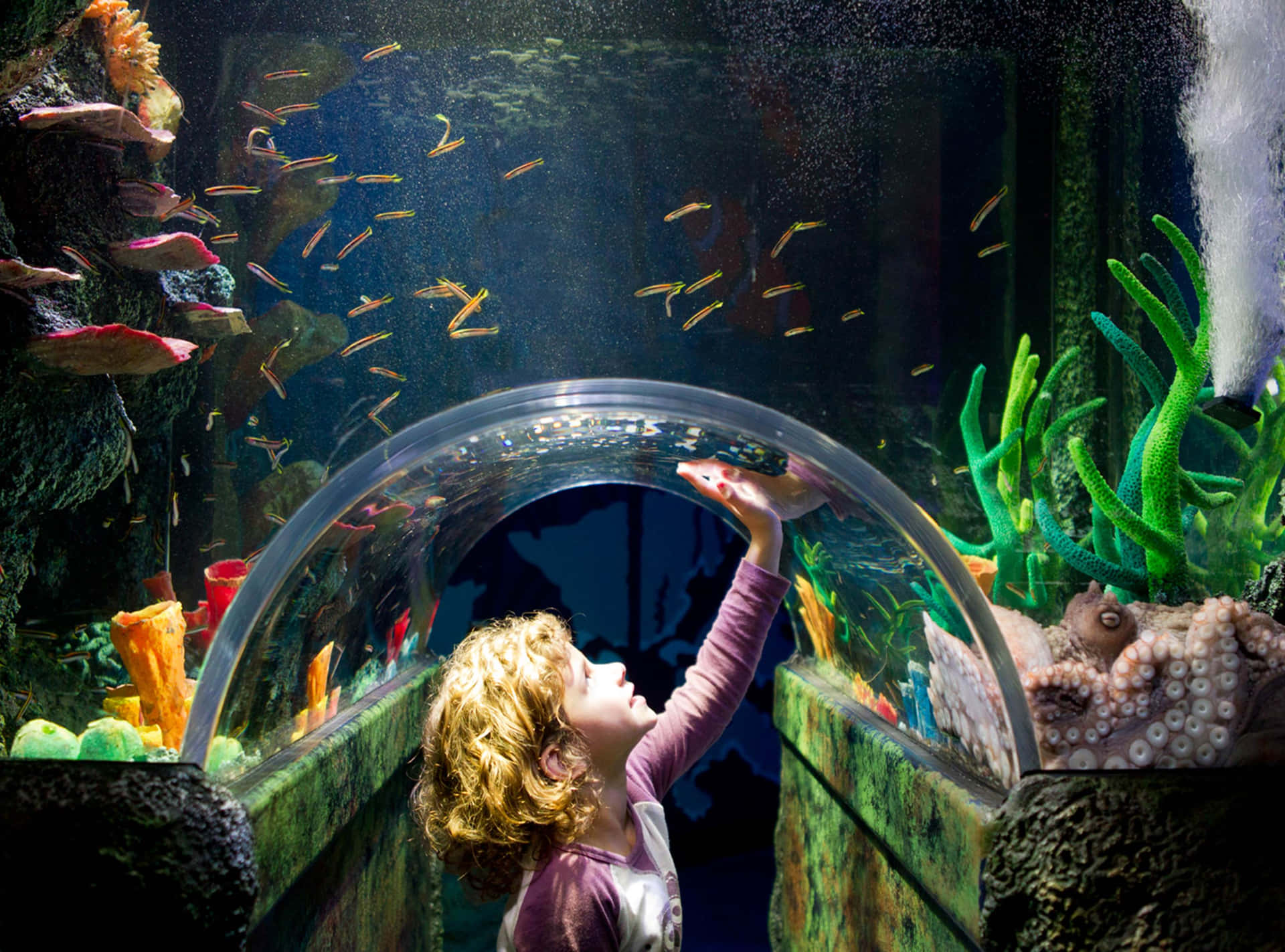 Enfant Explorant Le Tunnel Sous-marin De L'aquarium Fond d'écran