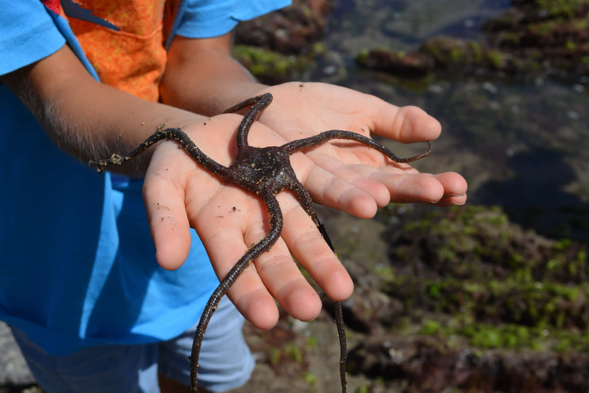 Child Holding Brittle Star Outdoors Wallpaper