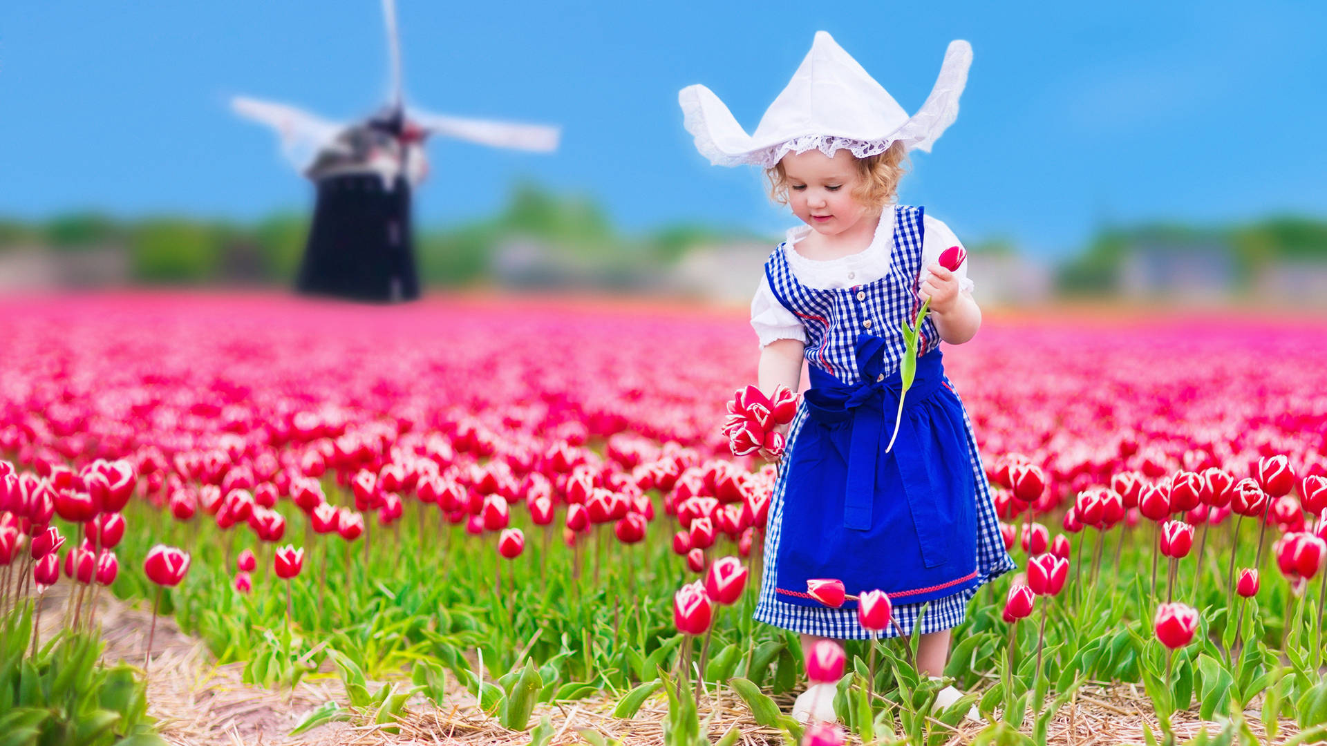 Child In Keukenhof Garden With Pink Tulips Background