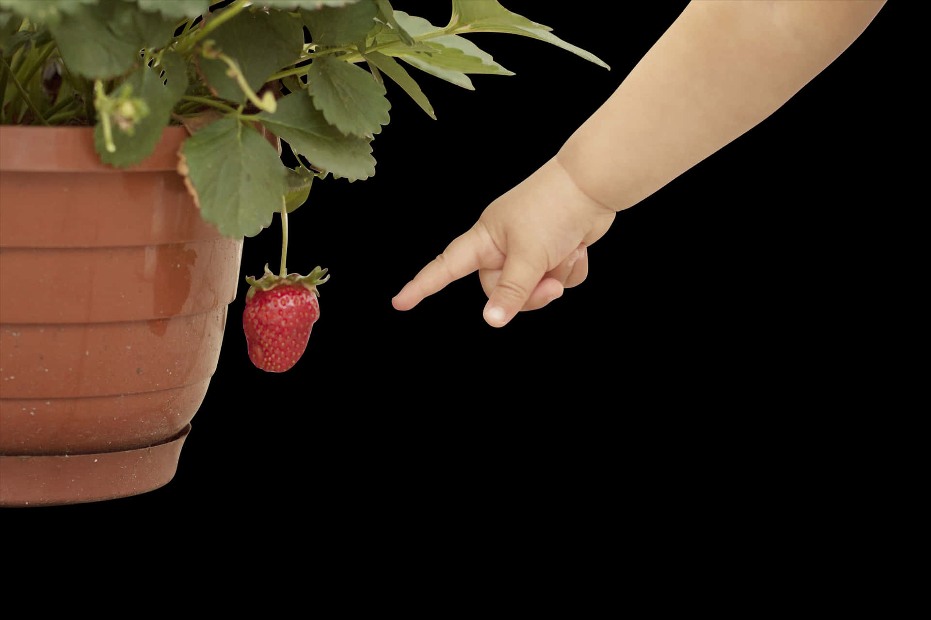 Child Pointingat Strawberry PNG