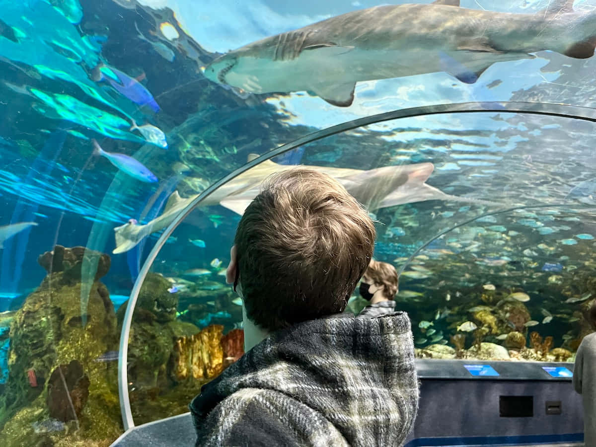 Child Viewing Sharksat Aquarium Wallpaper