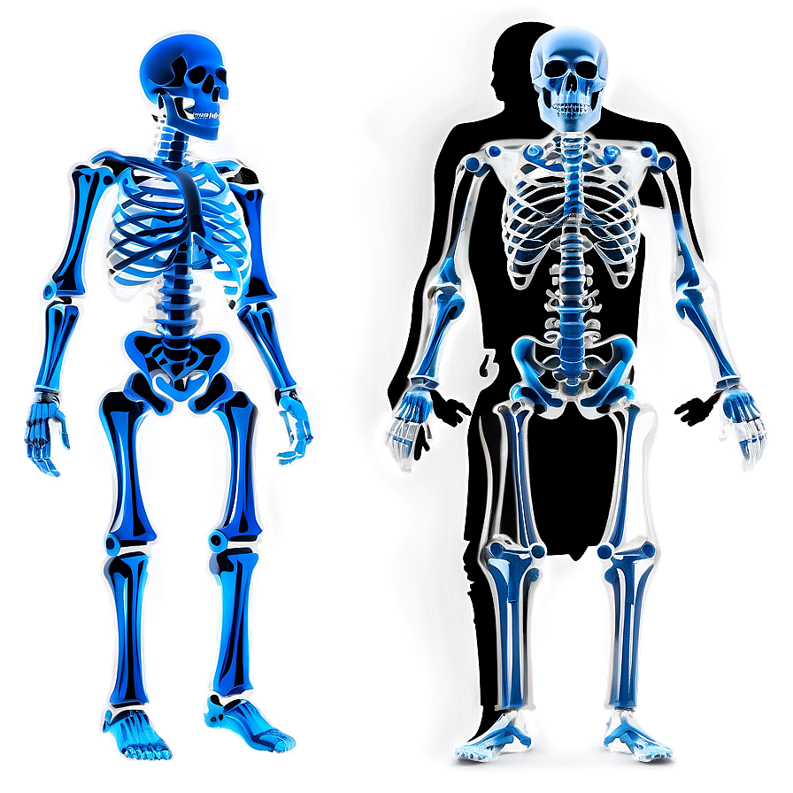 Child Vs Adult Skeletal System Png 06132024 PNG