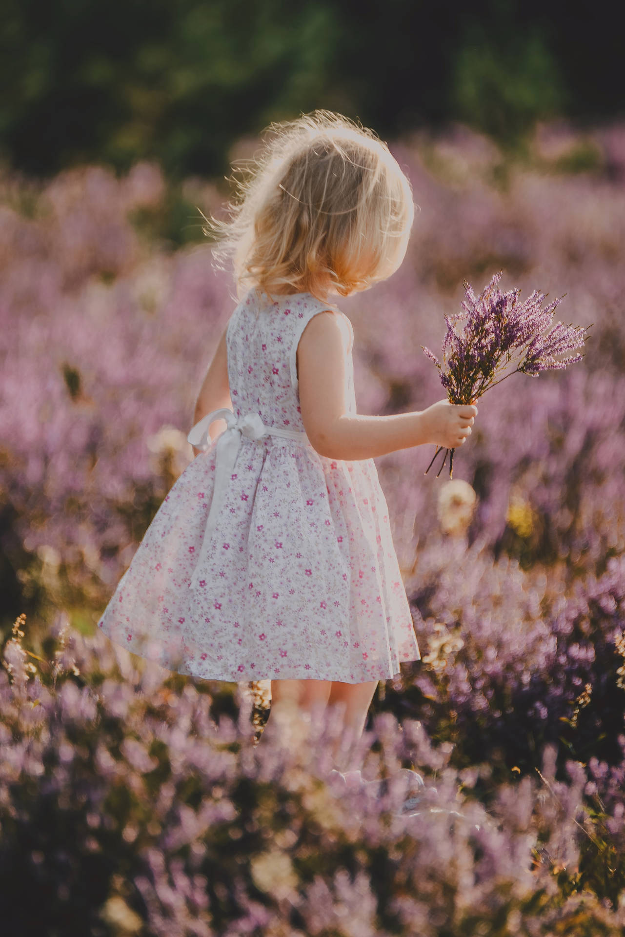 A smiling little girl admires her beautiful bouquet of lavender. Wallpaper